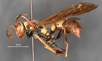 Media type: image;   Entomology 30831 Aspect: habitus lateral view